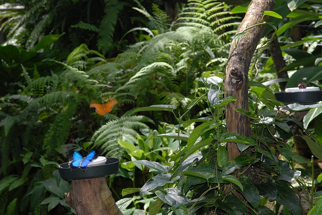 0671 Butterfly Sanctuary Kuranda.jpg